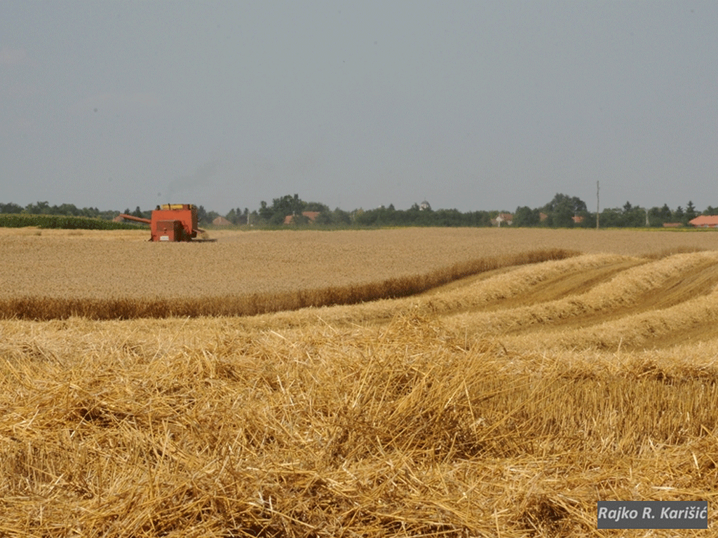 Kiša i zahlađenje donijeli olakšanje poljoprivrednicima u Semberiji nakon 40 dana suše